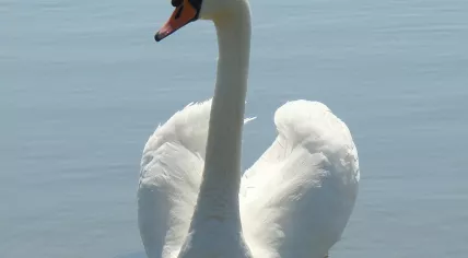 1280px-Mute_Swan-Mindaugas_Urbonas
