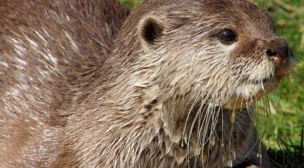 1280px-Otter_-_Whipsnade_Zoo_(5556537601)