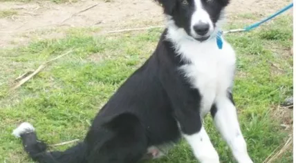 518px-Bordercollie1