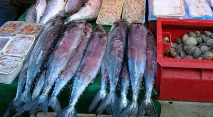 640px-Angelmo_Peces