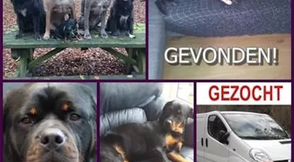 Dogs stolen and found