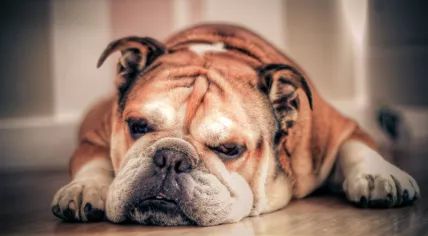 800px-English_Bulldog_about_to_sleep