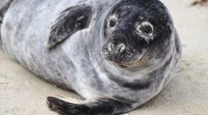 800px-Grey_seal_animal_halichoerus_grypus
