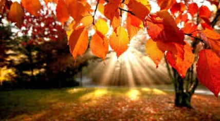 Autumn Leaves