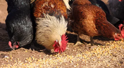 Chickens_eating