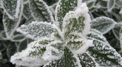 Frost_on_Bay_Tree_Leaves_-_geograph.org.uk_-_431574