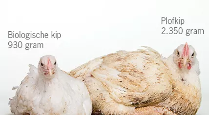 Plofkip_en_biologisch_kip