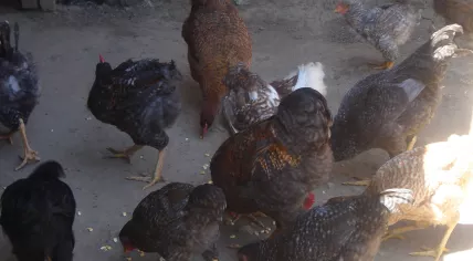 Pollos_Almorzando