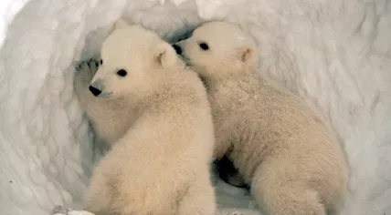 Ursus_maritimus_us_fish