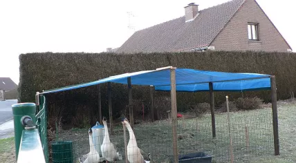 Geese protected from escape