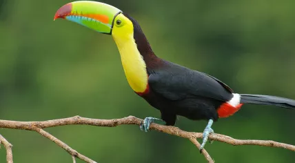 1280px-Keel_billed_toucan_costa_rica-1280x575
