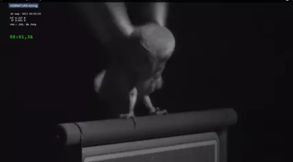 Rolpaaltjies for Barn Owls