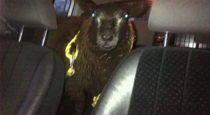 Sheep Arrested