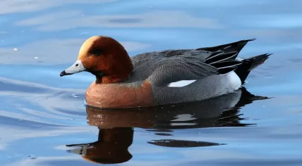 Wigeon_(Anas_penelope)_(3)