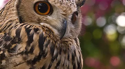 450px-Turkestan_Eagle_Owl_Kakegawa