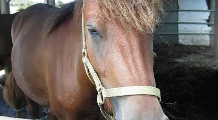 Miyako horse, Japan