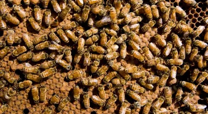 CSIRO_ScienceImage_7077_European_honeybees_Apis_mellifera_in_a_hive
