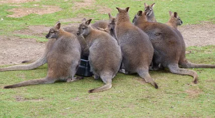 Wallabies at Yorkshire Wildlife Park