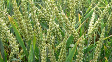 Wheat