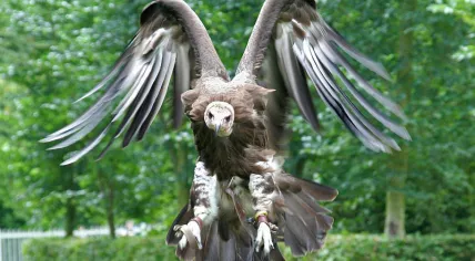 800px-Hooded_Vulture_2_(2693019834)