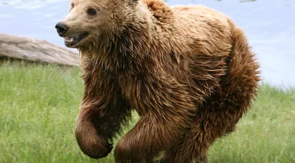 796px-Brown_bear_(Ursus_arctos_arctos)_running