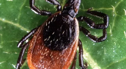 800px-Adult_deer_tick(cropped)