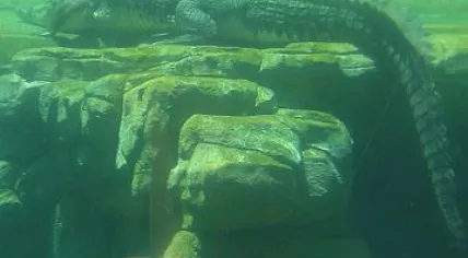 359px-Saltwater_crocodile_under_water_at_Crocosaurus_Cove,_Darwin,_Australia,_02