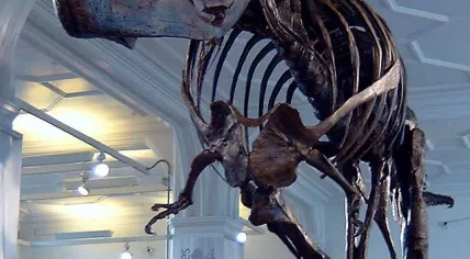 640px-Stan_the_Trex_at_Manchester_Museum