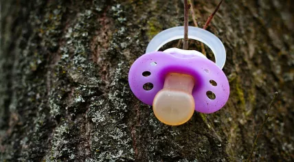 800px-Pacifier_on_tree