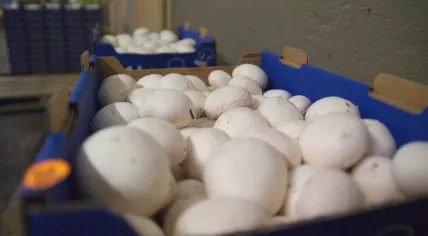 Mushrooms - Lid.ch - Jonas Ingold