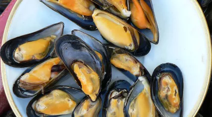 1024px-Mussels_at_Trouville_fish_market