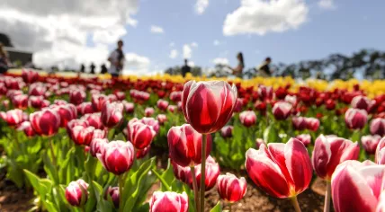 1280px-2013_Tesselaar_Tulip_Festival_(9870975646)