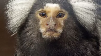 678px-White-eared_Marmoset_3