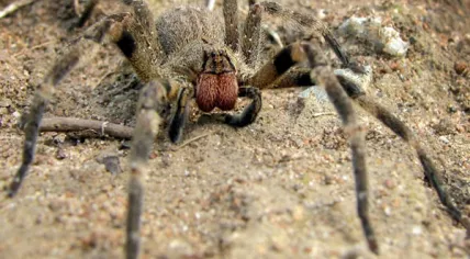 Wandering_spider