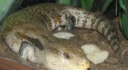 800px-Blue_Tongued_Skink_001