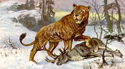 Hoehlenloewe_CaveLion_hharder