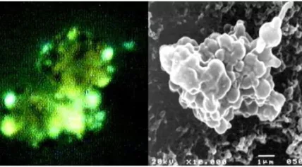 Microorganisms