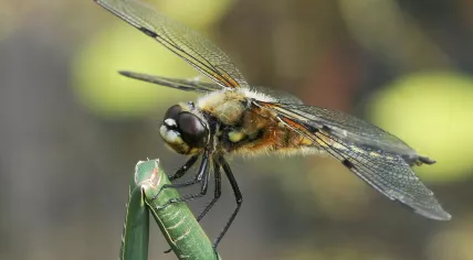 1280px-Dragonfly_macro_edit