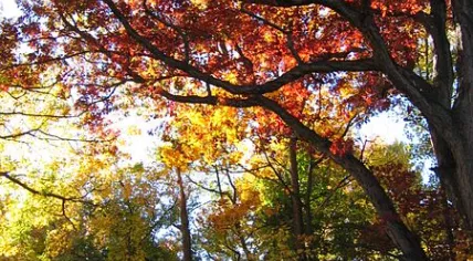 450px-Autumn_trees_Belmont_Plateau_Philadelphia