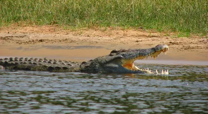 Crocodylus_niloticus