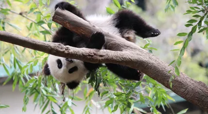 Xiao_Liwu_im_San_Diego_Zoo_-_Foto_3.jpeg