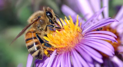 759px-European_honey_bee_extracts_nectar