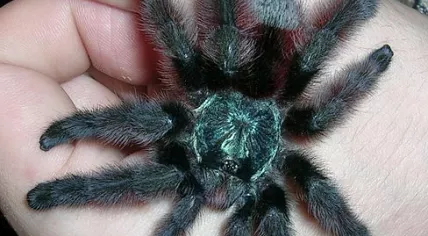 488px-Avicularia_versicolor_L9_on_a_hand_(image2)