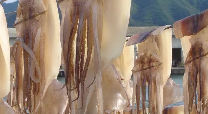 800px-Iwami_squid_drying_DSC01868