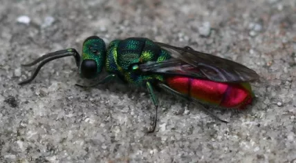 Chrysis_sp