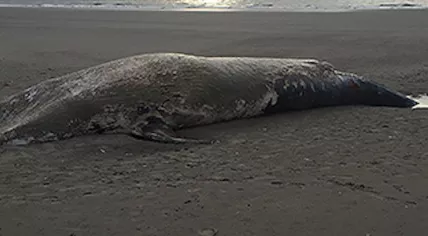 Dead minke whale