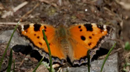 Large_Tortoiseshell_(Nymphalis_xanthomelas)_I_IMG_7043