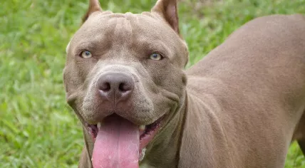 PITBULL_(I)_(6695554957)