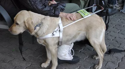 Service_Dog_in_Oslo_2013