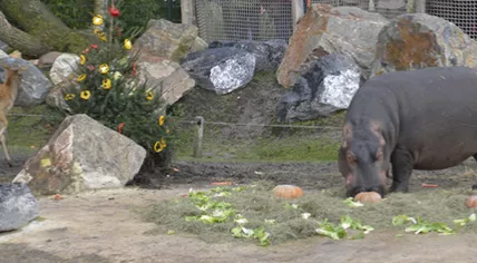 header-kerstdiner-safaripark-beekse-bergen-v2